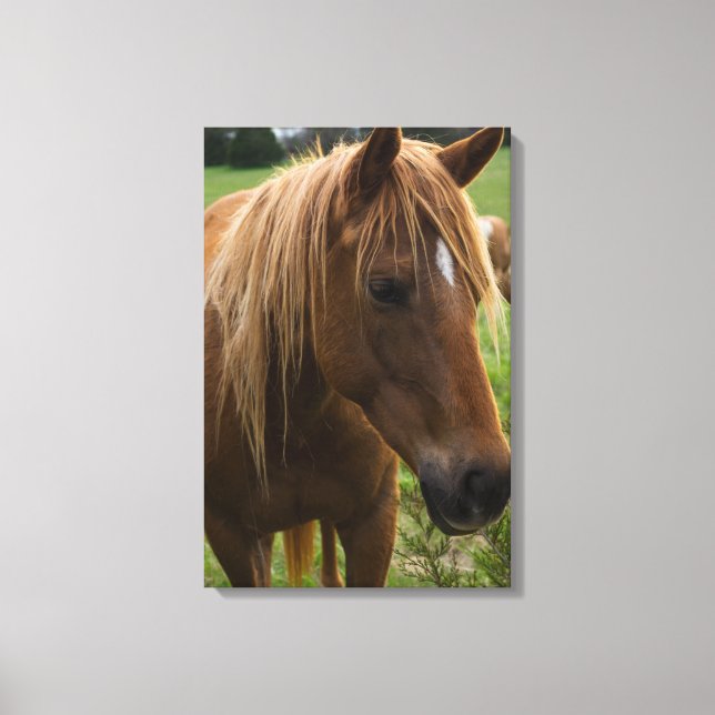Horse Hello Canvas Print (Front)