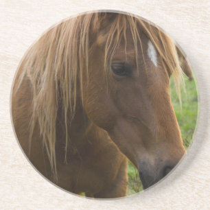Horse Hello Coaster