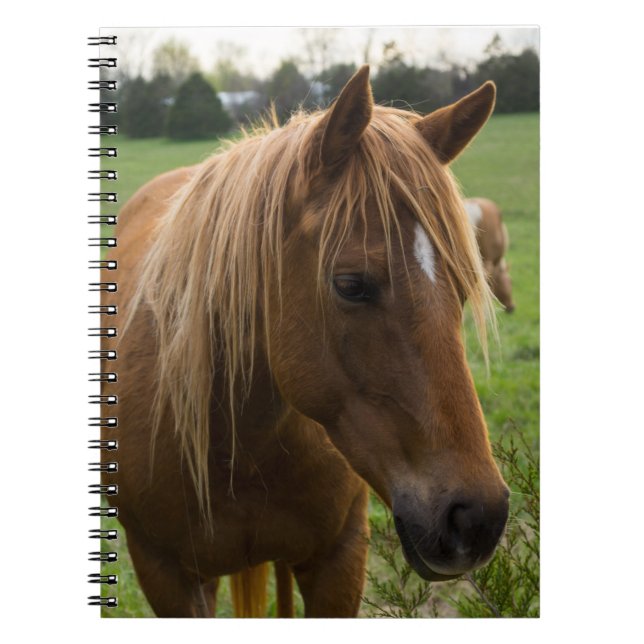 Horse Hello Notebook (Front)