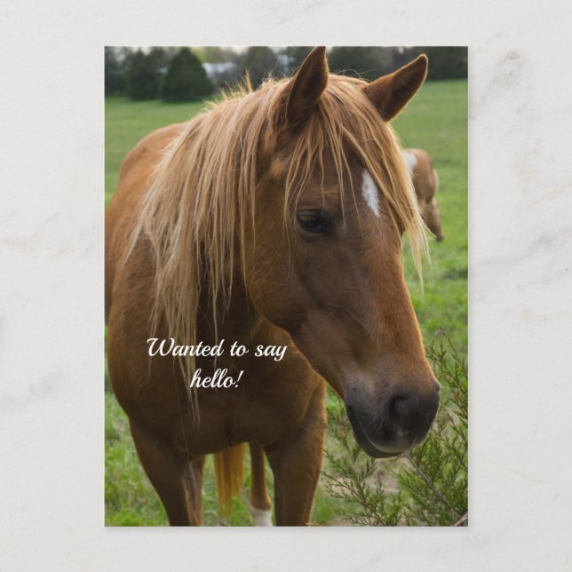 Horse Hello Postcard (Front)