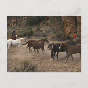 Horse Herding Postcard