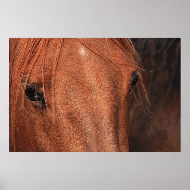 Horse Hide Poster (Front)