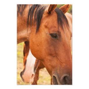 Horse Hiding Behind Horse Photo Print