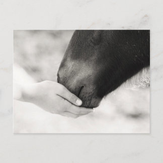 Horse Horse Postcard