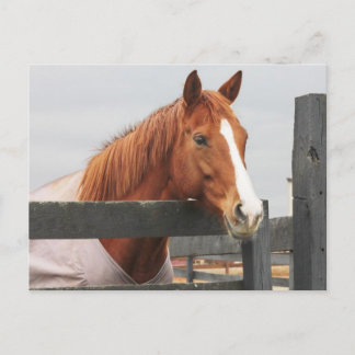 Horse In A Blanket At The Fence Corner Postcard