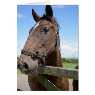 Horse in a Field