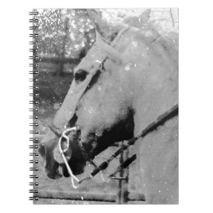 Horse in Black and White Spiral Notebook