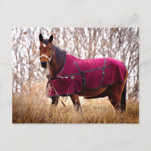Horse in Burgundy Blanket Autumn Nature Postcard