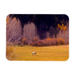 Horse In Fall I Magnet