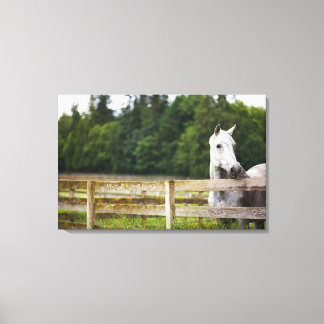 Horse in field looking over fence canvas print