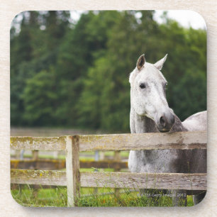 Horse in field looking over fence coaster