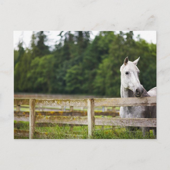 Horse in field looking over fence postcard (Front)