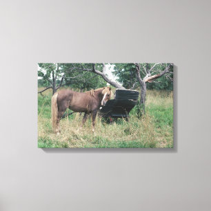Horse in field with buggy canvas print