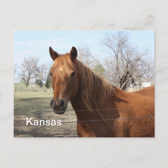 Horse in Kansas Postcard (Front)