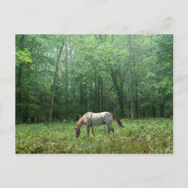 Horse in Meadow Postcard (Front)