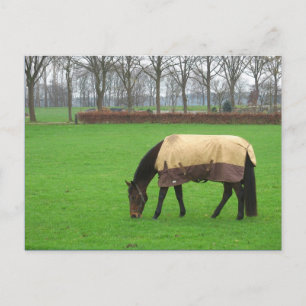 Horse in Meadow Postcard