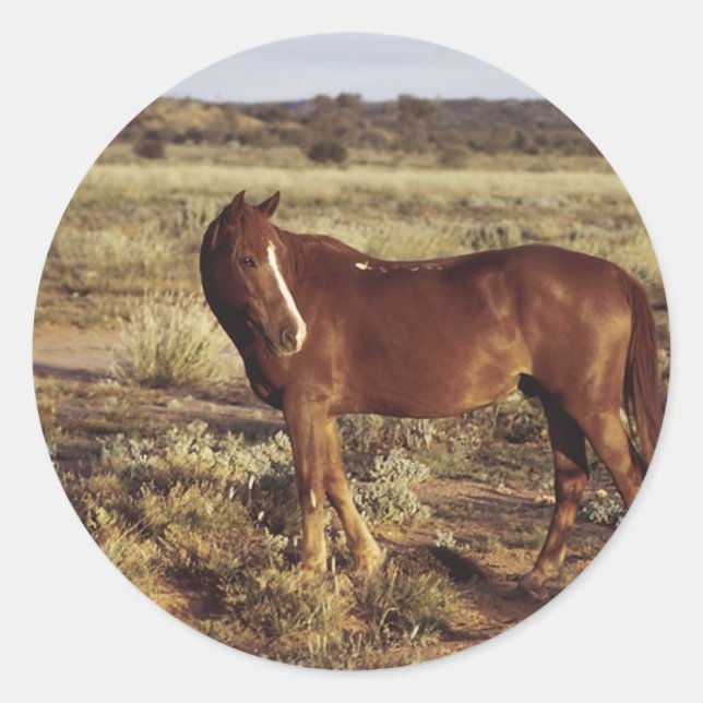 Horse in Pasture Classic Round Sticker (Front)