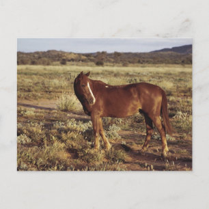 Horse in Pasture Postcard