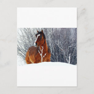 Horse in Snow Postcard