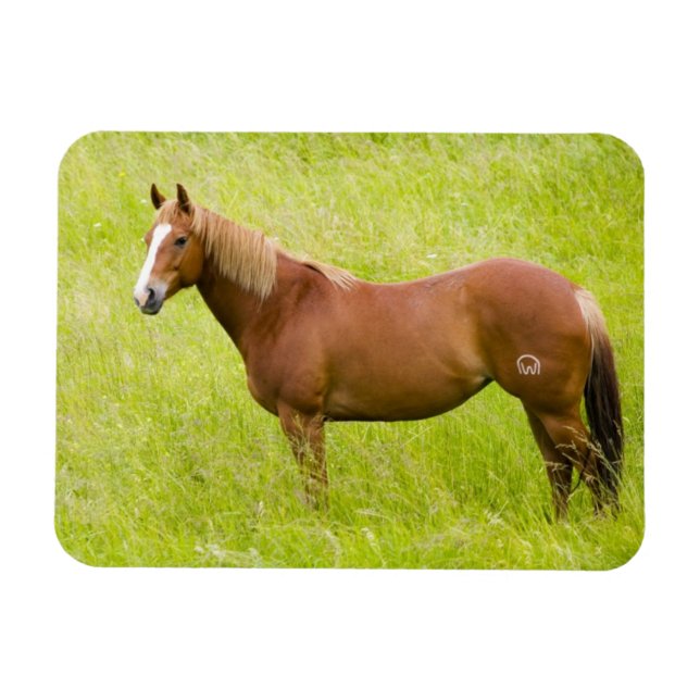 Horse in Spring Field Magnet (Horizontal)