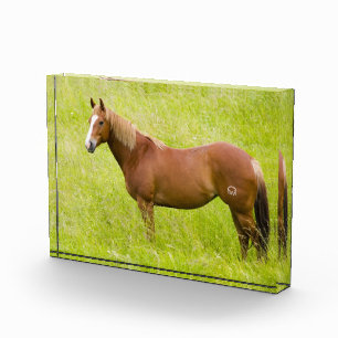Horse in Spring Field Photo Block