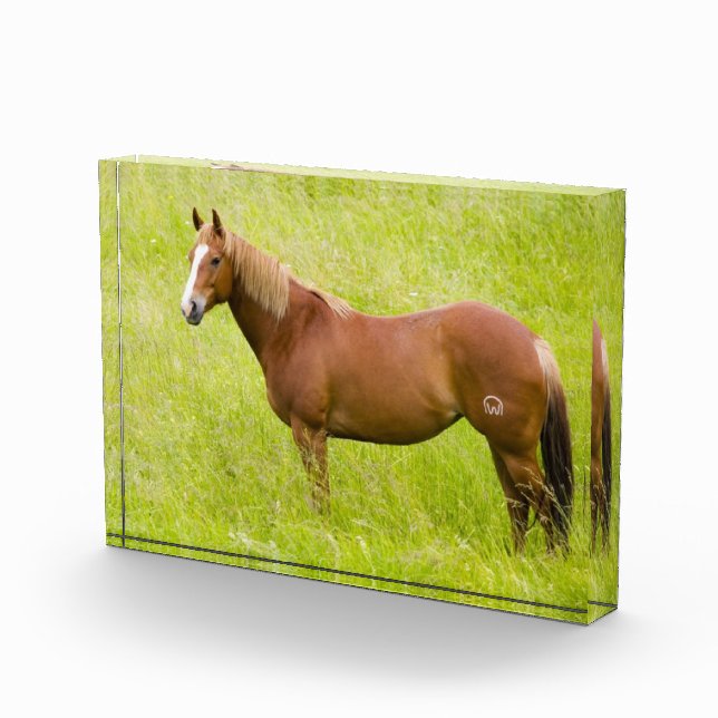 Horse in Spring Field Photo Block (Right)