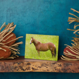 Horse in Spring Field Plaque