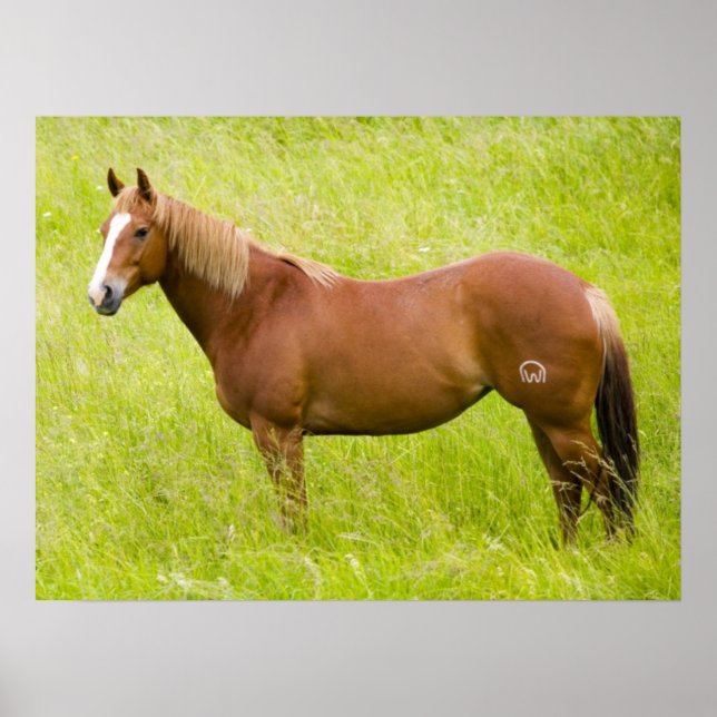 Horse in Spring Field Poster (Front)