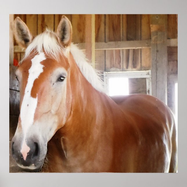 Horse in Stall 2 Poster (Front)