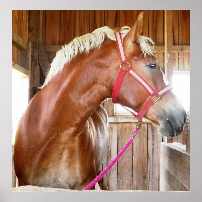 Horse in Stall 3 Poster (Front)