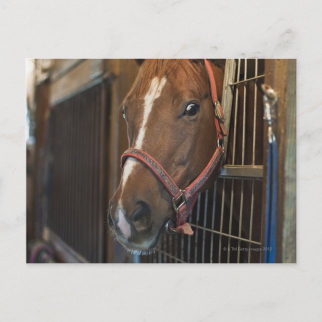 Horse in stall postcard (Front)