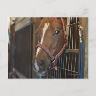 Horse in stall postcard