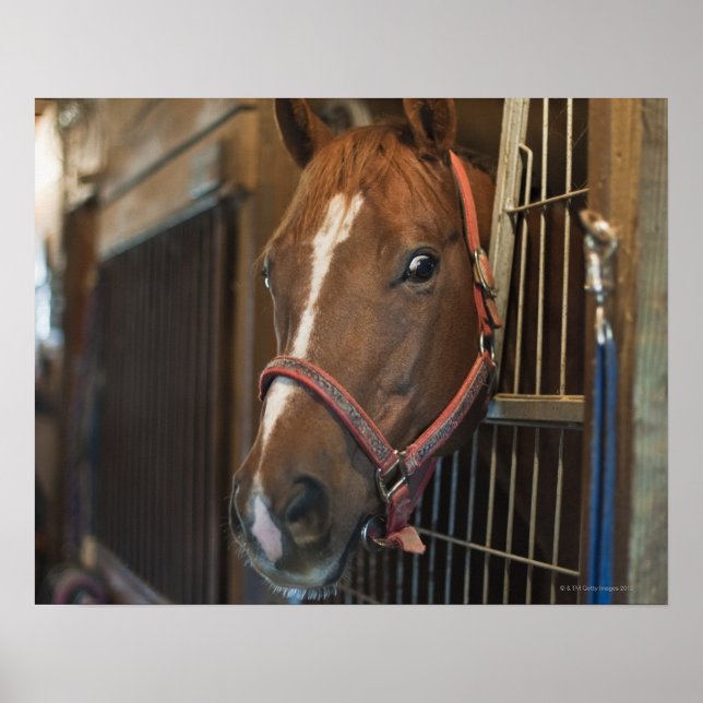 Horse in stall poster (Front)