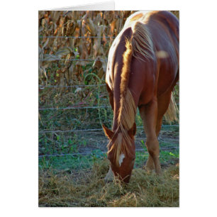 Horse in Sunset