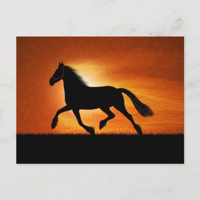 Horse In Sunset Postcard (Front)