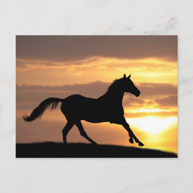 Horse In Sunset Postcard (Front)