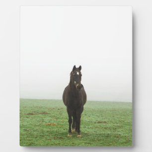 Horse in the mist on a meadow plaque