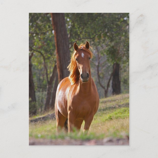 Horse In The Woods Postcard (Front)