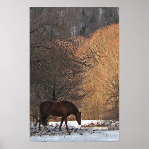 Horse in Winter Poster