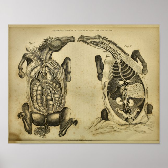 Horse Internal Anatomy Vintage Veterinary Print (Front)