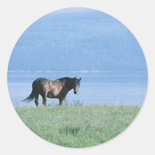 Horse, Lake, and Mountain Scene Classic Round Sticker