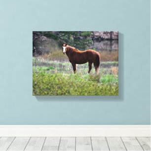 Horse looking back canvas print