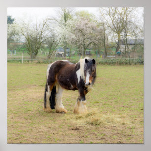 Horse love - cute Tinker  Poster
