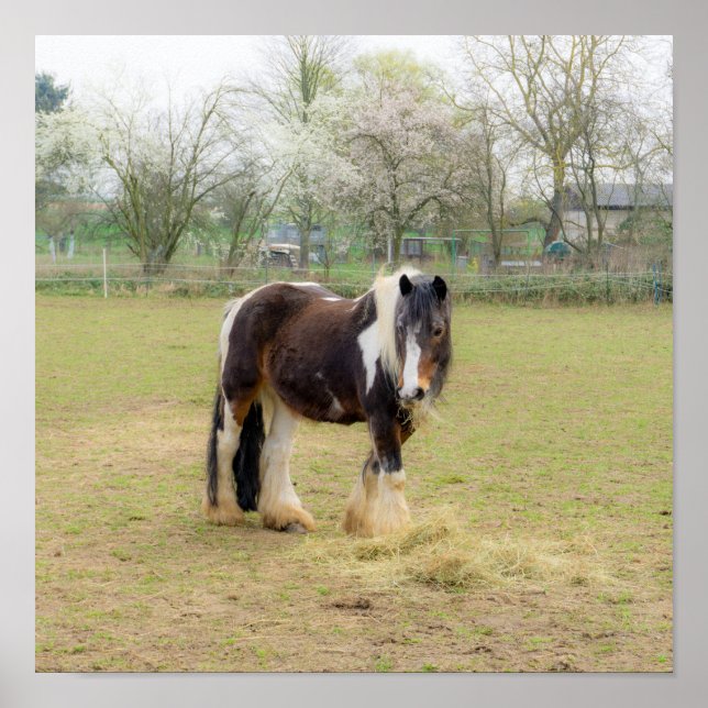 Horse love - cute Tinker  Poster (Front)