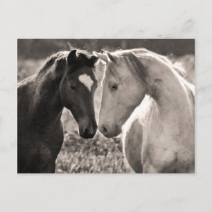 Horse Love Postcard