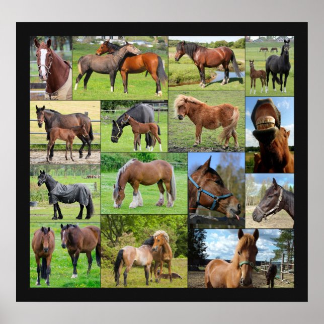 Horse Lover's Collage poster (Front)