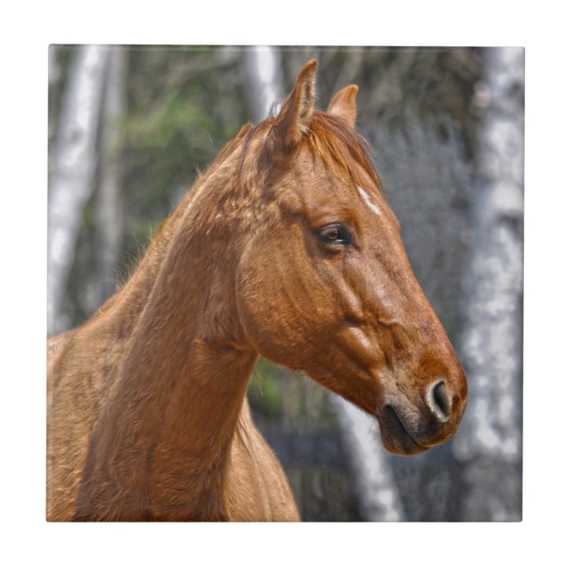 Horse-lover's Equine Animal Design Tile (Front)