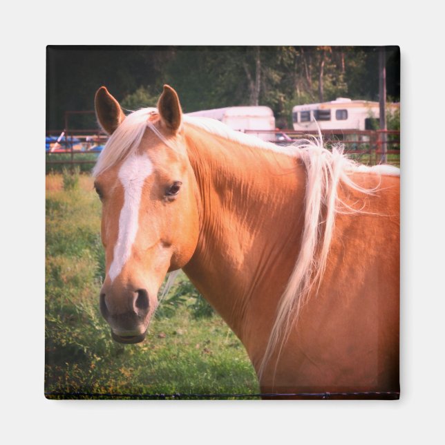 Horse Magnet (Front)