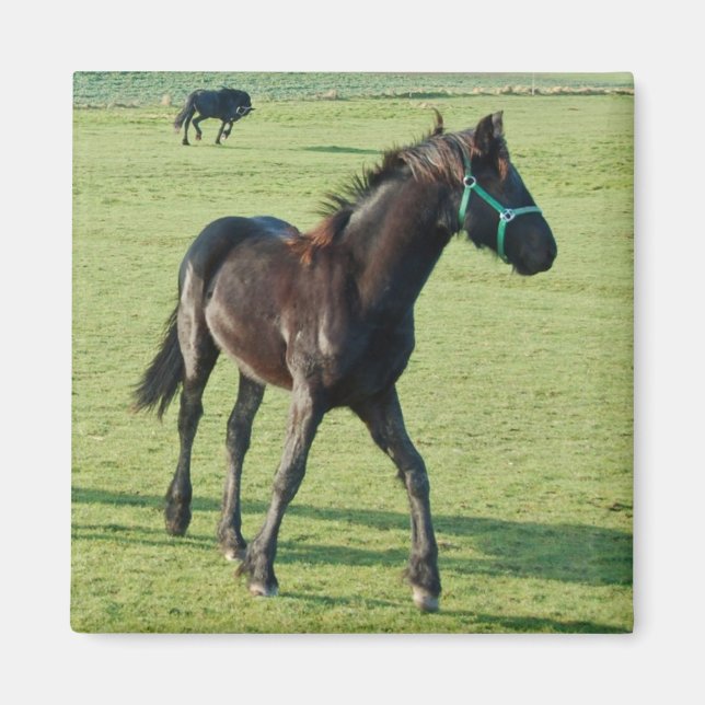 Horse  magnet (Front)