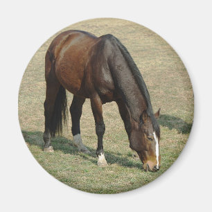 Horse - Magnet
